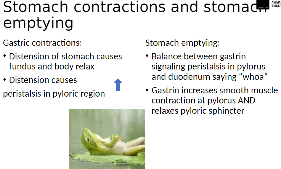 <p><strong>Gastric Contractions</strong>:<br> Distension (stretching) of stomach causes fundus and body to relax<br> Distension also triggers peristalsis in pyloric region to mix and push food toward small intestine</p><p><strong>Stomach Emptying</strong>:<br> Controlled by balance between gastrin signaling peristalsis in pylorus and feedback from duodenum slowing emptying<br> Gastrin increases smooth muscle contraction at pylorus<br> Gastrin also relaxes pyloric sphincter to allow food to enter duodenum</p>