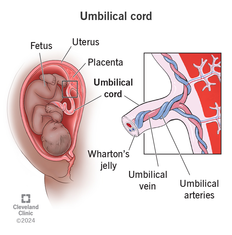 <p>connects the fetus to the placenta and contains two umbilical arteries, which carry deoxygenated blood from the fetus to the placenta, and one umbilical vein, which carries oxygenated blood from the placenta to the fetus</p>