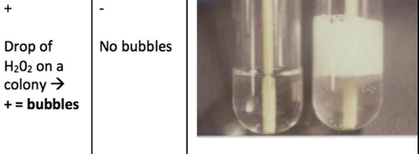 <p>an enzyme found in most aerobic organisms that breaks down H2O2 to water and oxygen</p>