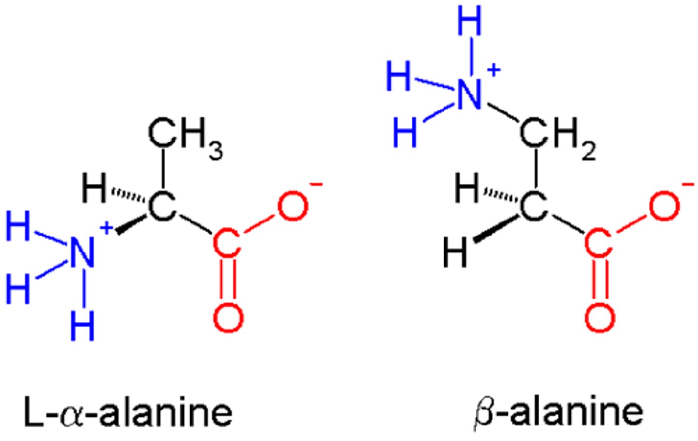 <p>a-amino acid has both the amine group and carboxyl group joined to the same central carbon</p>