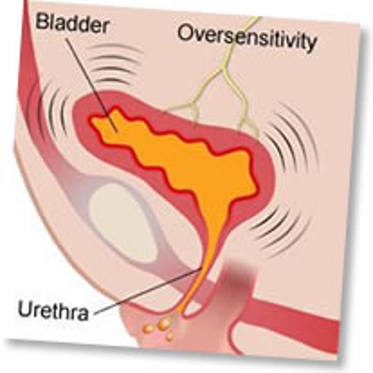 <p>Process of expelling urine; also micturition</p>