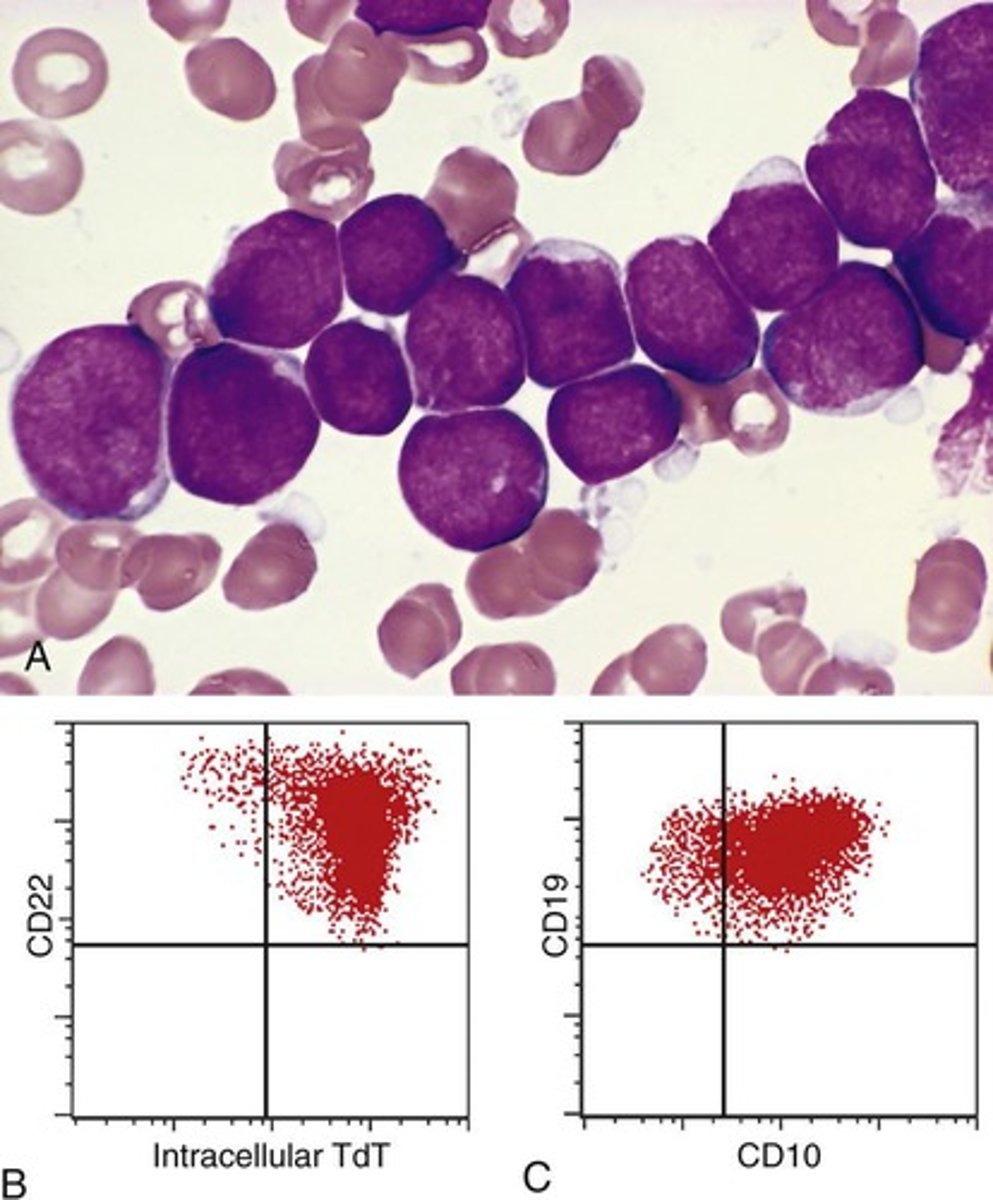 <p>It is used for detection of lymphoid neoplasms.</p>
