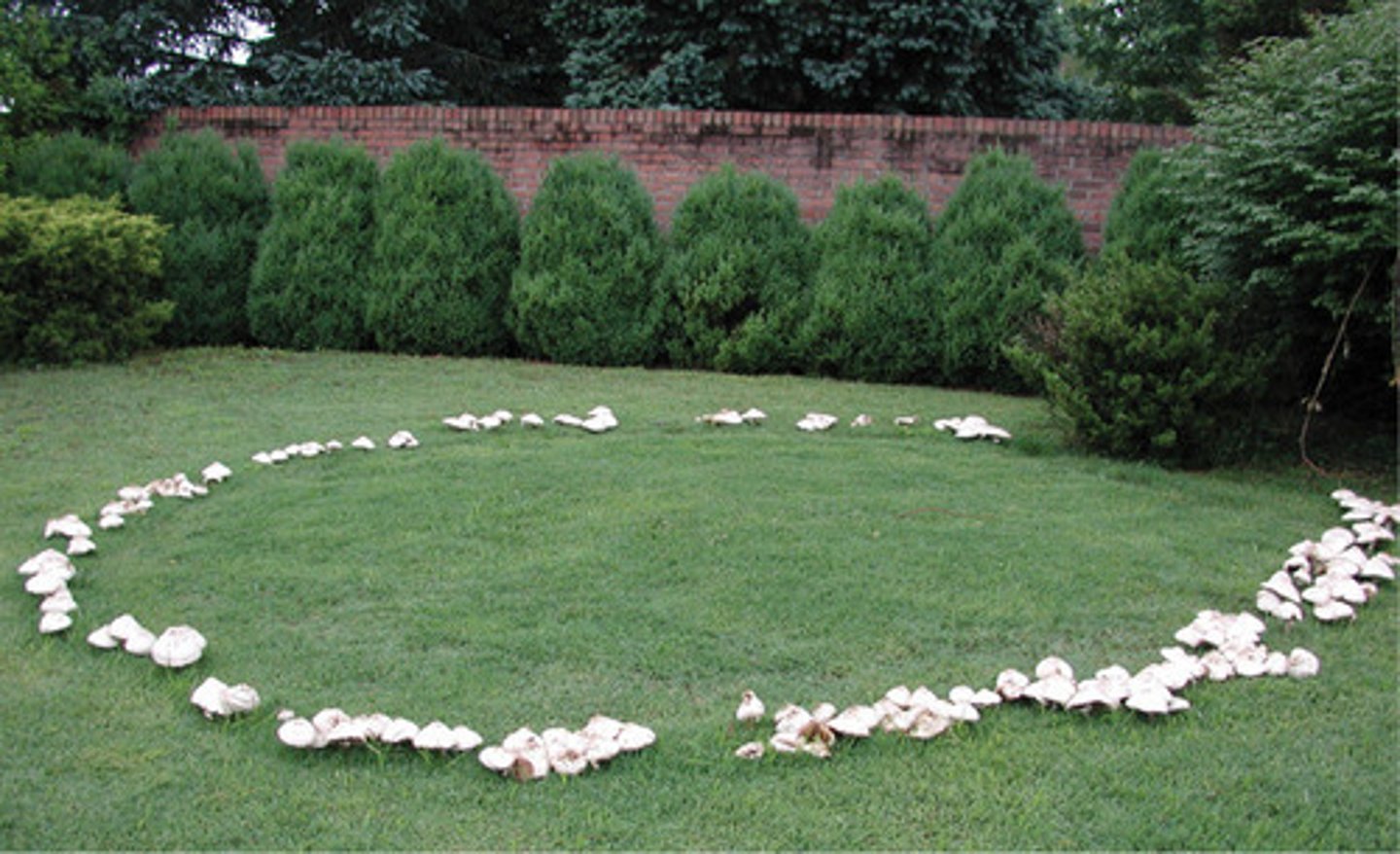 <p>a ring of mushrooms that grows in circles. They are a natural phenomenon. Mystical qualities include:</p><p>If you step into them, misfortune can fall on you</p><p>That's where Faries would dance, and if a human steps in, they will dance until they die</p><p>If a cow steps into them, it's milk will be curdled</p>