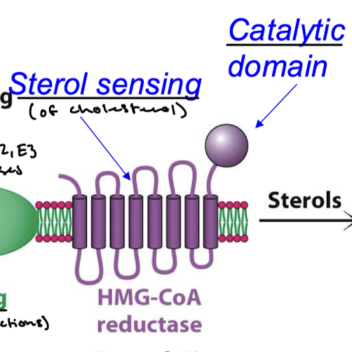 <p>Sterol sensing domain (for sensing cholesterol) and the catalytic domain.</p>