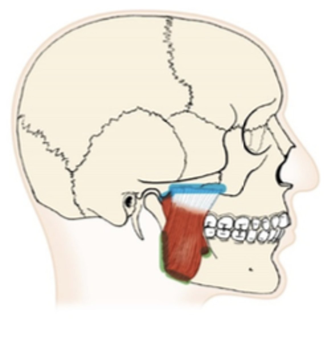 <p>What muscle is this?</p>