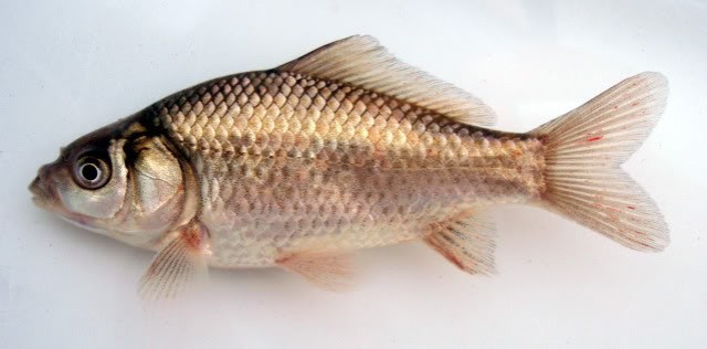 <p>Goldfish; no barbels</p>