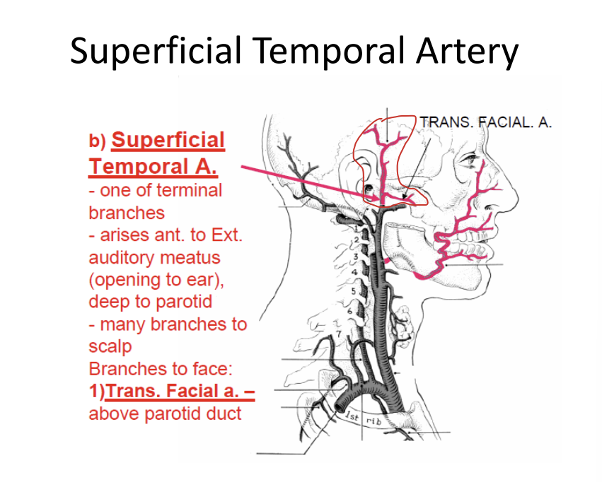 <p>one of terminal branches</p><p>arises anterior to external auditory meatus and travels deep to the parotid gland</p><p>many branches to the scalp</p><p>branches to the face - trans facial artery - above the carotid duct</p>