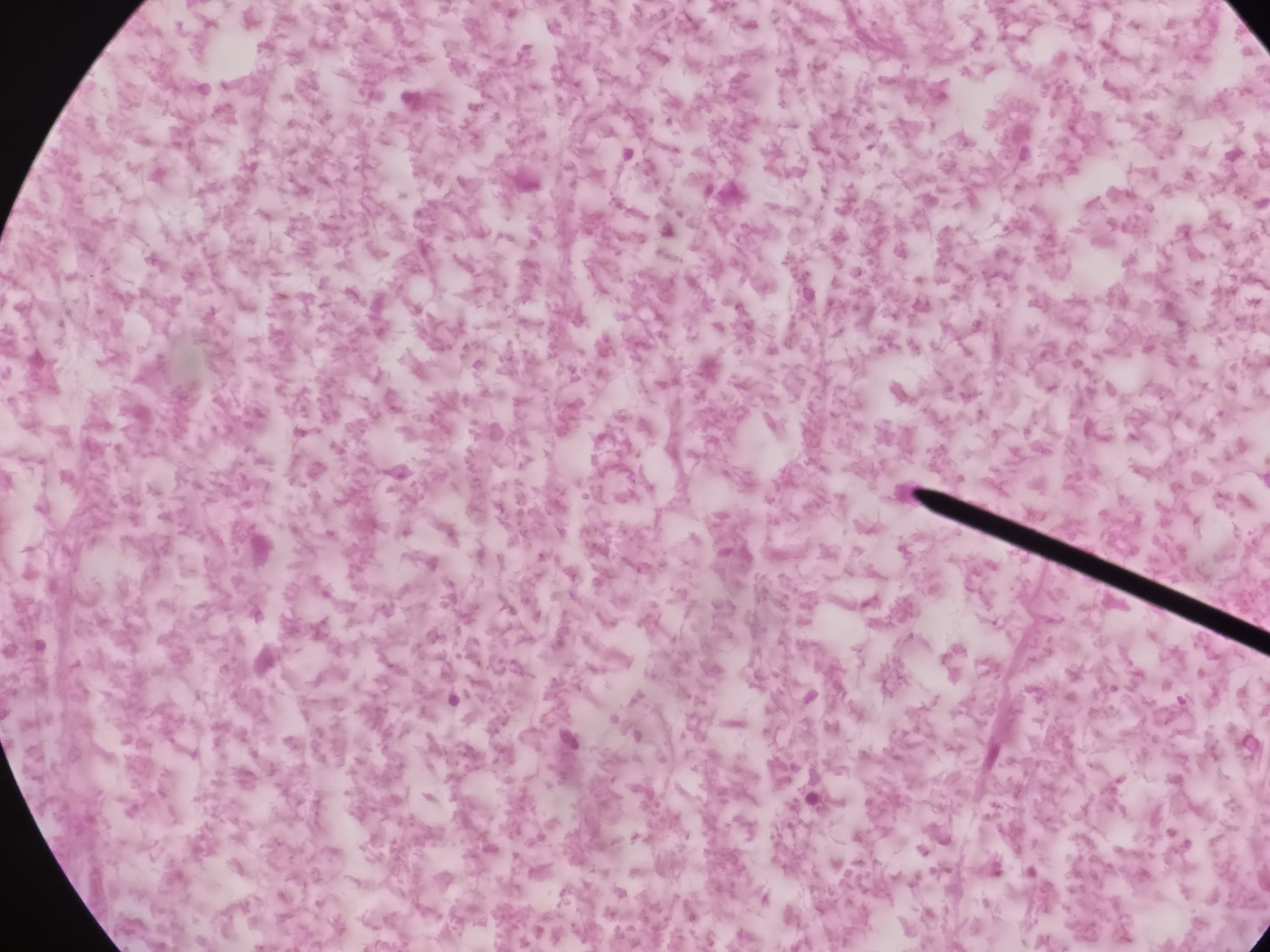 <p>Name Nerve Root</p>