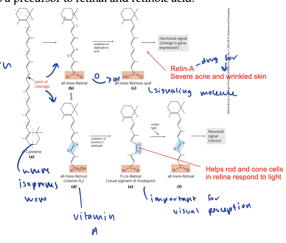 <ul><li><p>one ring with a long hydrocarbon chain OR</p></li><li><p>two rings with a long hydrocarbon chain in between them</p></li></ul><p></p>