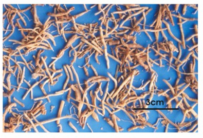 <p>Viễn chí lá nhỏ </p>