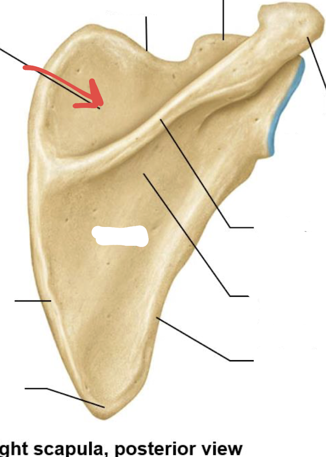 <p>what is this part of the scapula?</p>