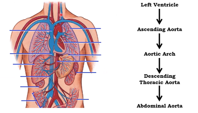 <ul><li><p>aortic arch</p></li><li><p>descending thoracic aorta</p></li><li><p>abdominal aorta</p></li></ul><p></p>