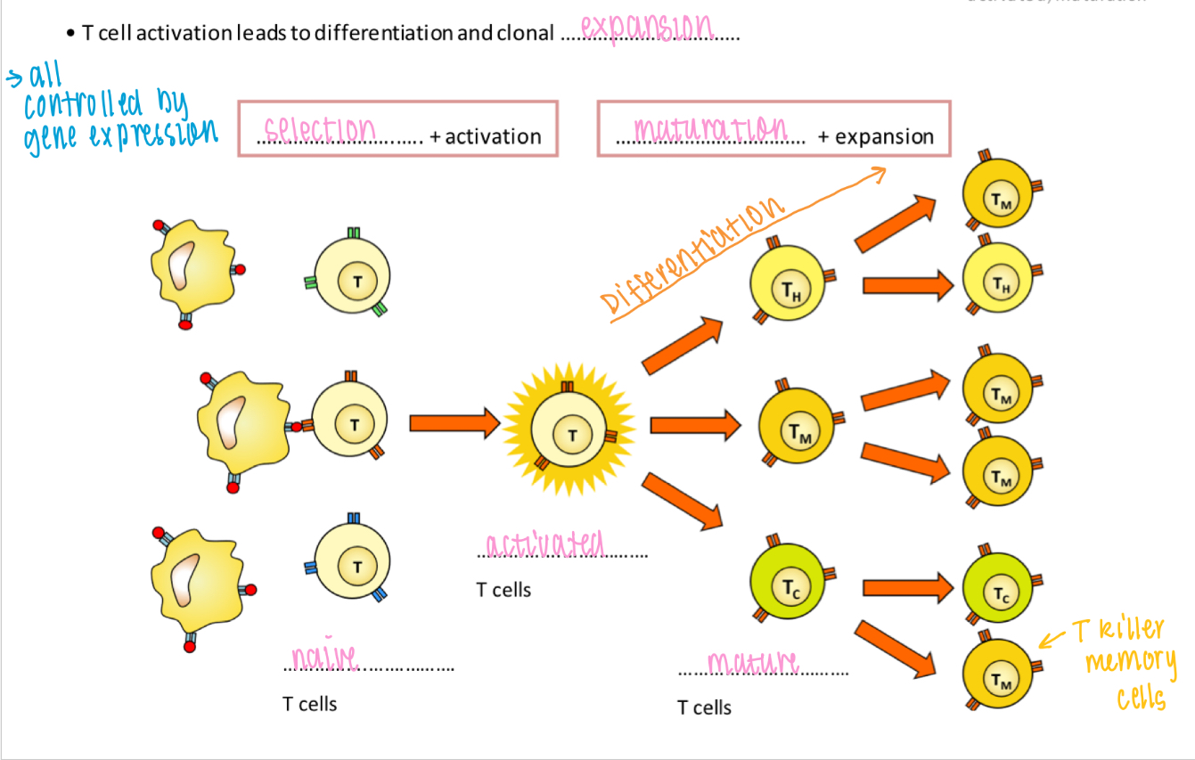 <p>T cell activation leads to differentiation and clonal expansion</p><p>- Selection → Activation → Mitosis → Maturation</p>