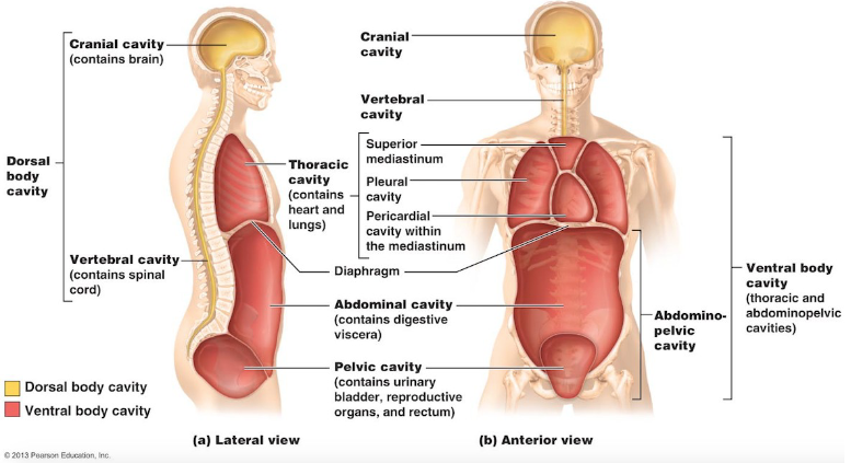 <ul><li><p>houses visceral organs</p></li><li><p>Composed of:</p><ul><li><p>Thoracic cavity: contains heart and lungs</p></li><li><p>Abdominopelvic cavity: separated from thoracic cavity by diaphragm</p></li></ul></li></ul><p></p>