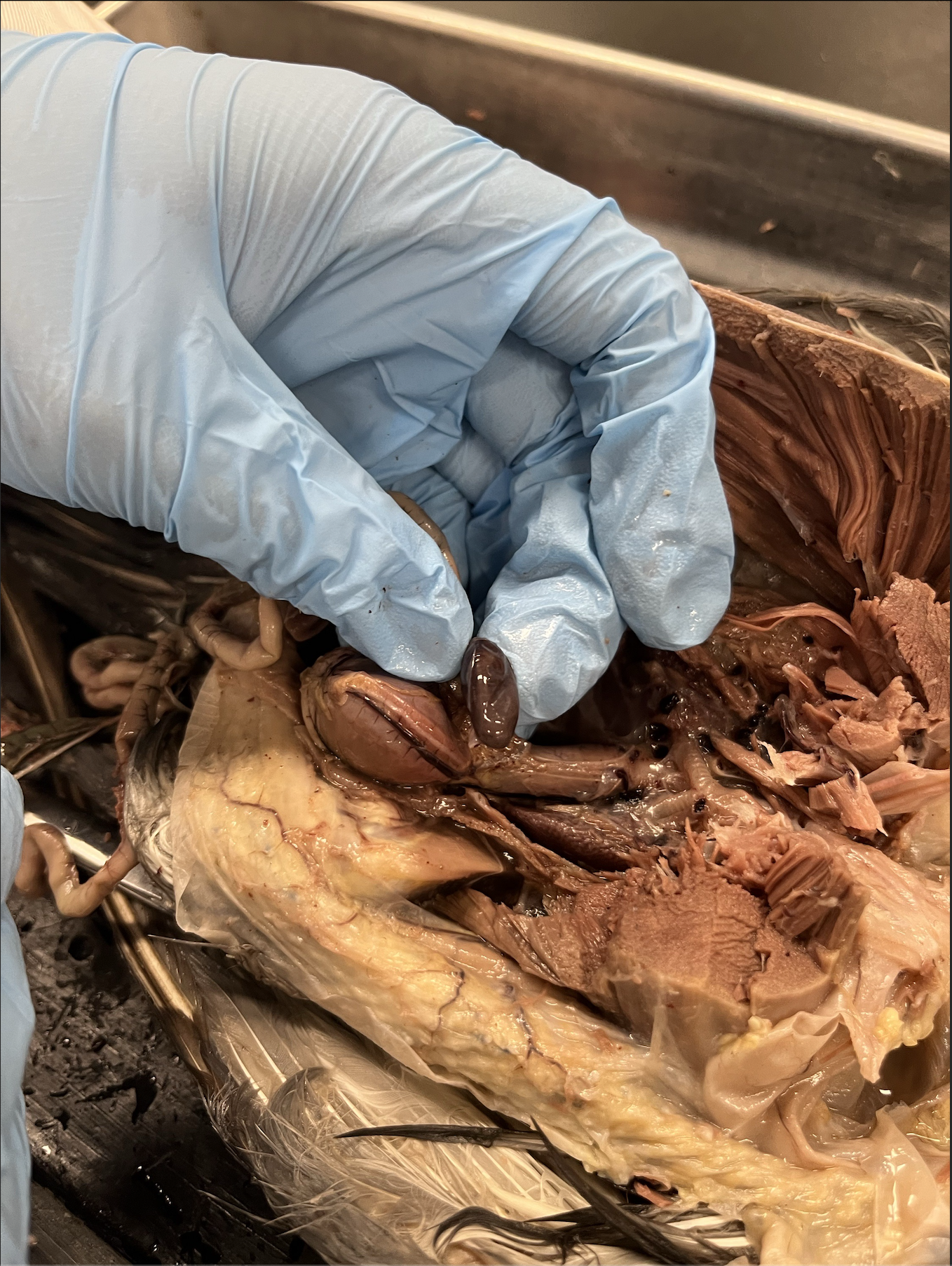 <p>what specimen is this?</p><p>identify the spleen, bronchus, and lung</p>