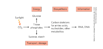 * Photosynthetic organisms use ATP and NADPH to reduce atmospheric CO2 to trioses