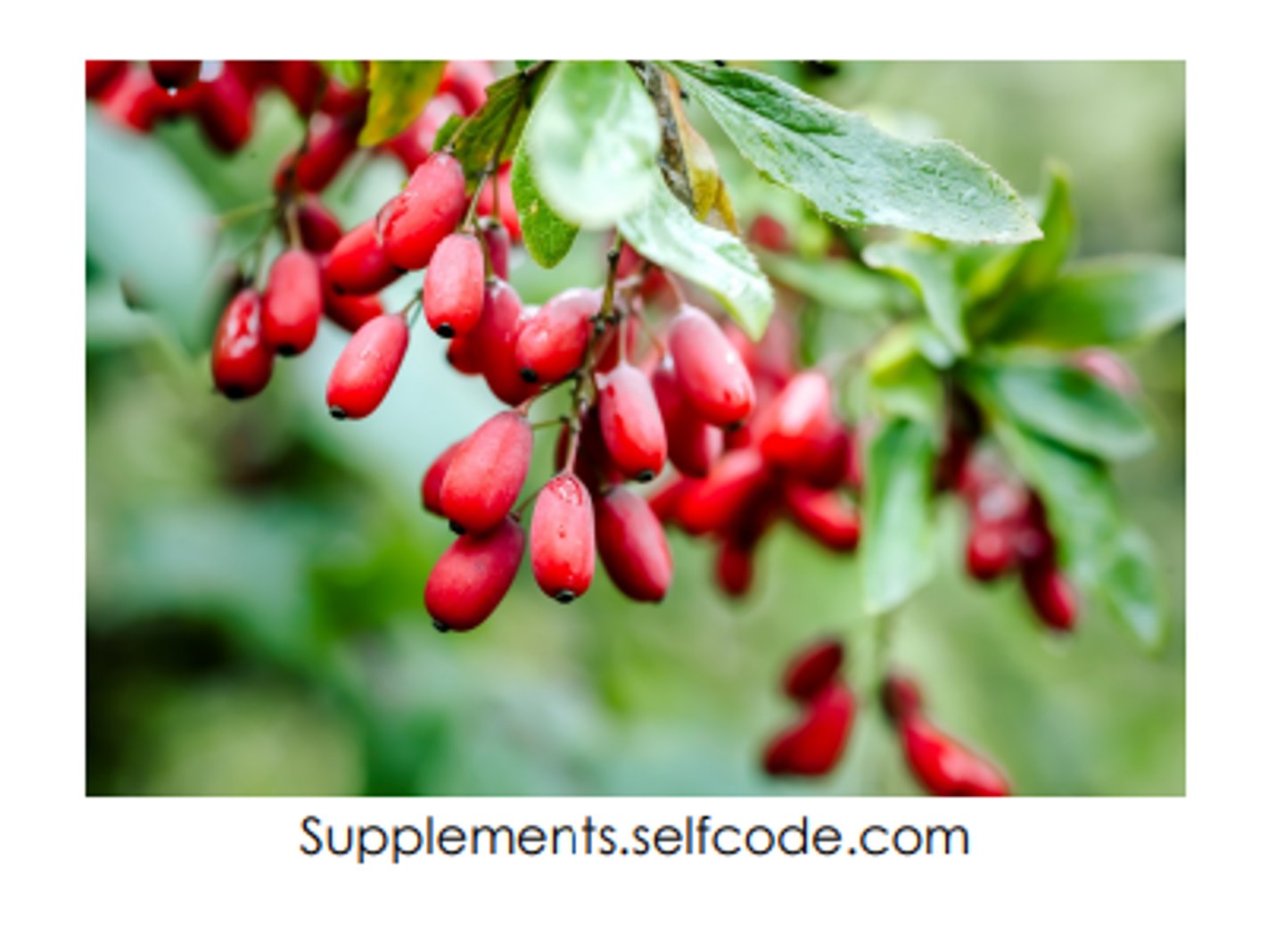 <p>Weight loss, reducing blood sugar and cholesterol</p>