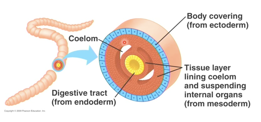 <ul><li><p>secondary layer can be filled with liquid </p></li><li><p>useful if you want to build external skeleton </p></li></ul><p></p>