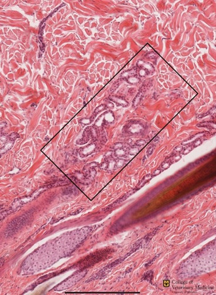 <p>What type of gland is shown in the black box?</p><p>What tissue type does it come from?</p><p>Where do the glands empty?</p>