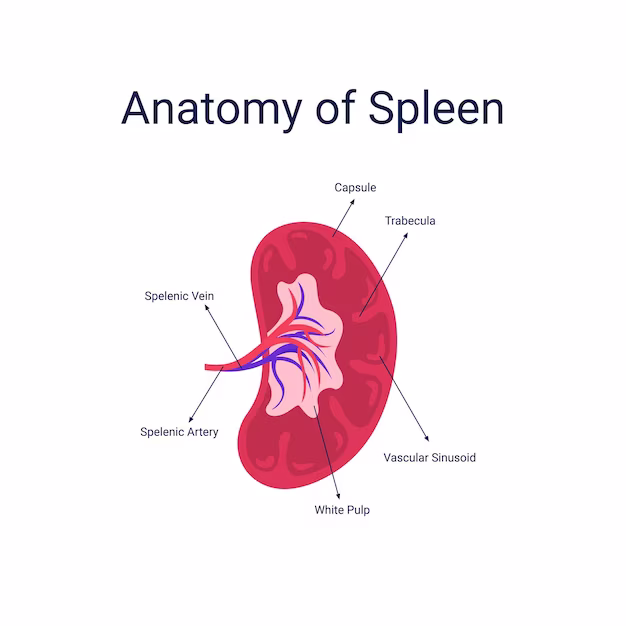 which quadrant houses the spleen?