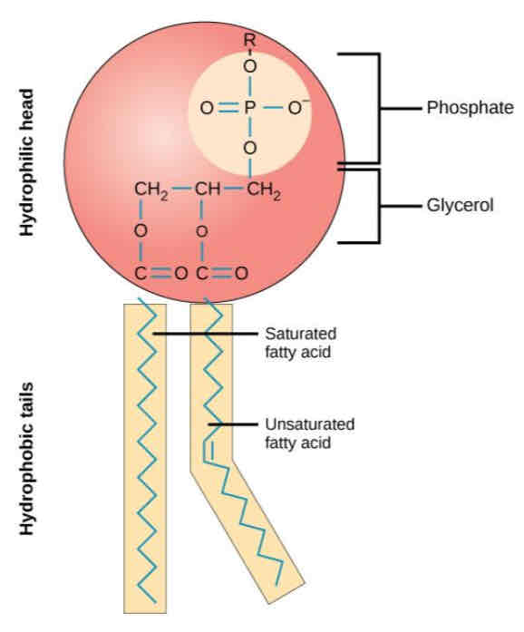 <p><strong>Phospholipids</strong> are a special type of lipid.</p><p>One of the three fatty acid tails is replaced by a <strong>phosphate group</strong>. The phosphate group is <strong>polar</strong> and therefore soluble in water.</p><p>Phospholipids have <strong>hydrophilic</strong> heads (attracted to water) and two <strong>hydrophobic fatty acid tails </strong>(repelled from water).</p>