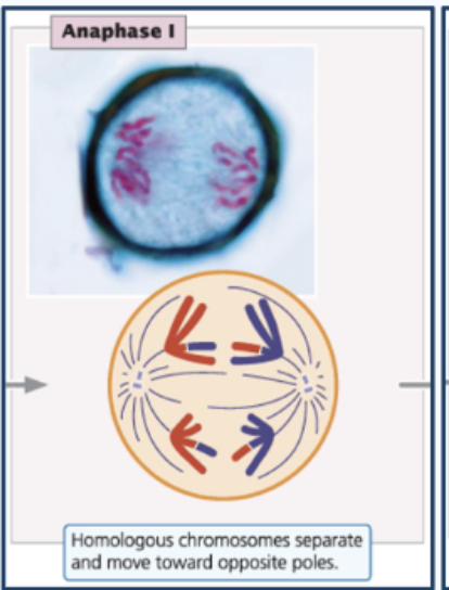 <ul><li><p>Bivalents split</p></li><li><p>Homologues go to poles (but the sister chromatids remain attached and travel together)</p></li></ul><p></p>