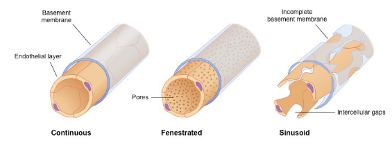 * Carries blood TO AND FROM the body’s cells
* Connects an artery to a vein
* Has a very thin wall made up of a single layer of cells
* Has a thin wall  so that substances can be exchanged between the blood and body cells