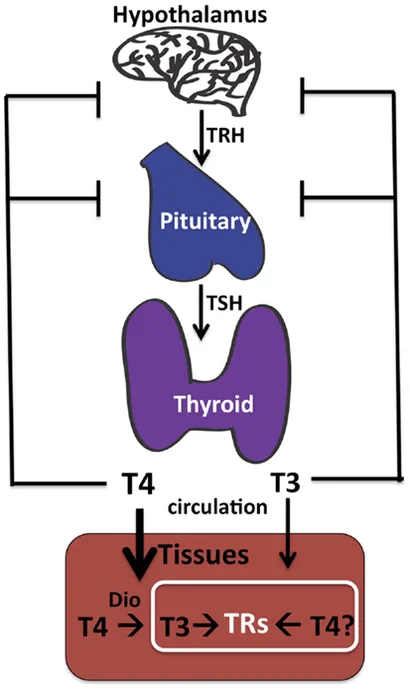 <p>acting on target cells through nuclear receptors to alter gene expression</p>