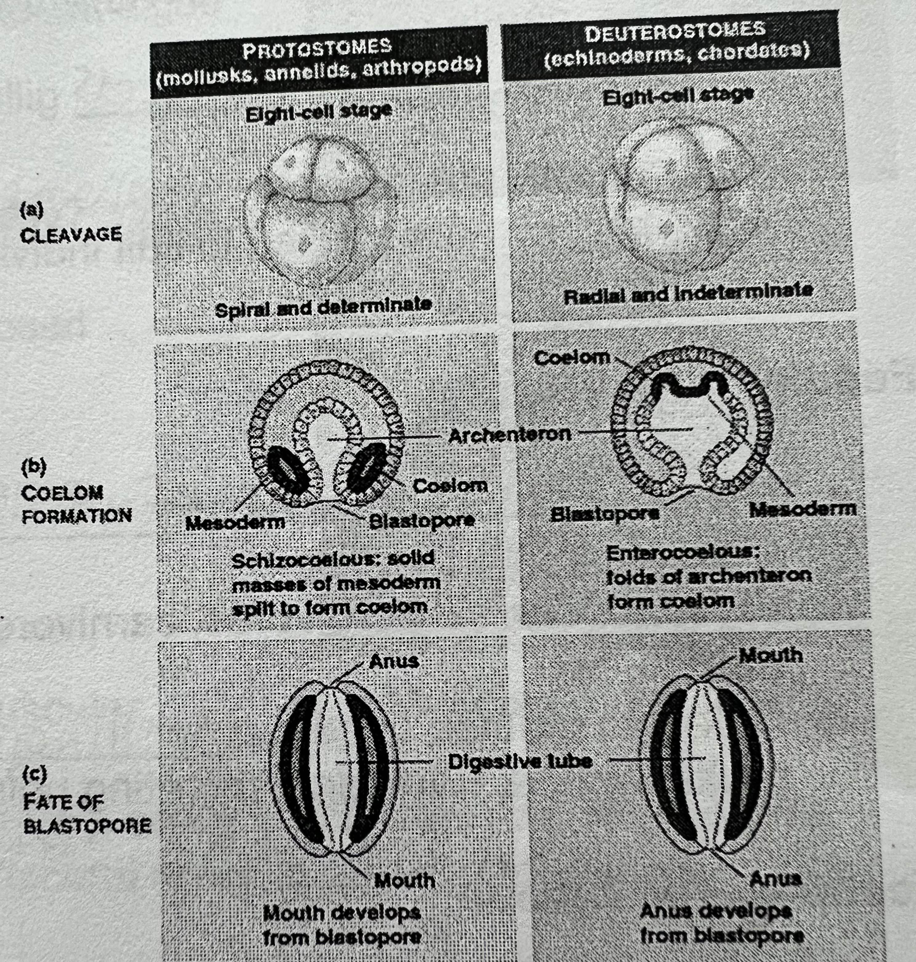 <p>Look &amp; memorize </p>