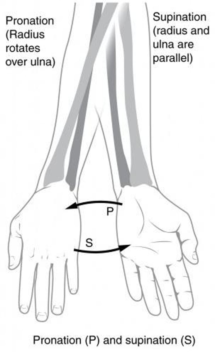 <p>Pronation.</p>