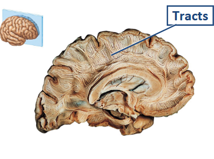 <p>What tracts are used in cerebral white matter?</p>