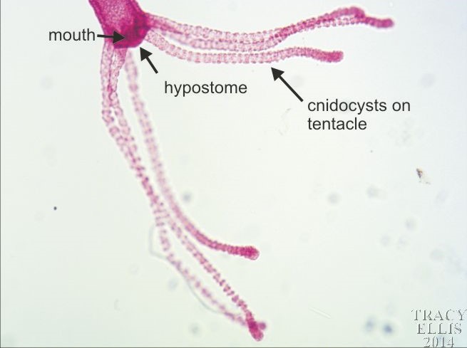 term image