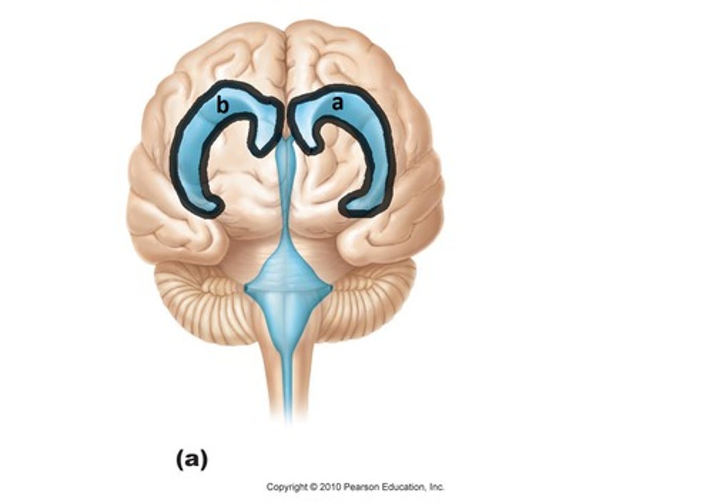 <p>A set of paired ventricles lying within the cerebral hemispheres.</p>