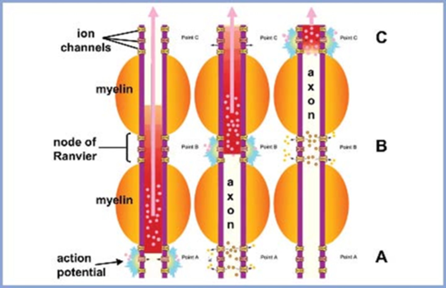 <p>bad eye should see things more dimly by a difference of at least $15 due to a slower, less intense AP in that diseased eye</p>