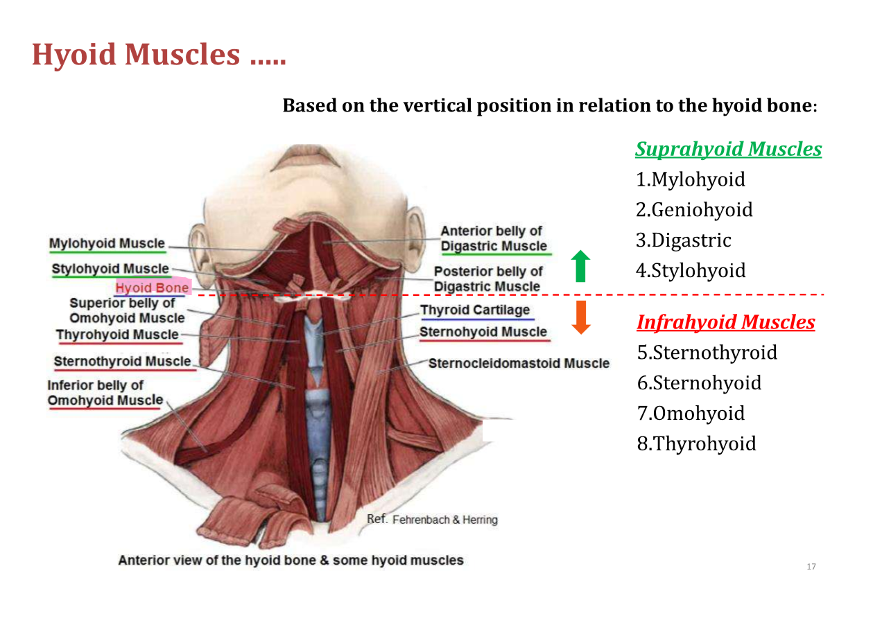 <p>Sternothyroid, sternohyoid, omohyoid, and thyrohyoid muscles</p>