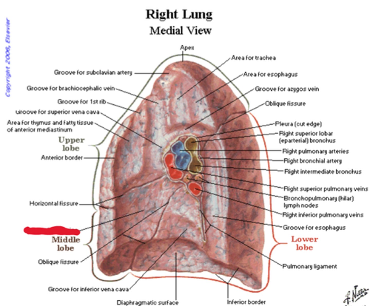 knowt flashcard image