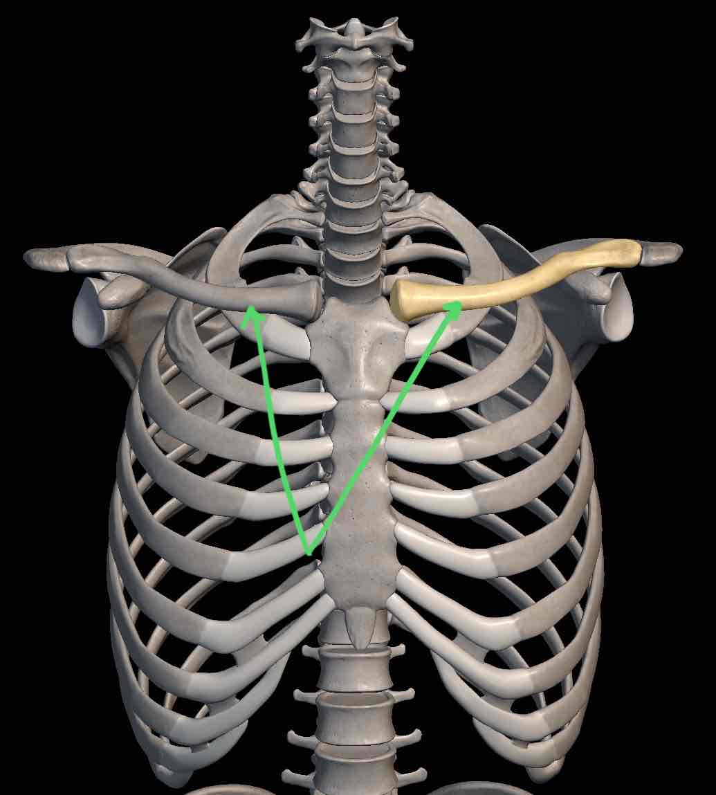<p>Name the bone</p>