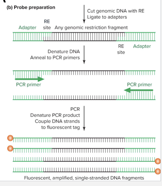 <ul><li><p>Preparation of genomic DNA for microarray</p><ul><li><p>Fragmented</p></li><li><p>Adapter attached</p></li><li><p>Amplified by PCR denatured to make single stranded</p></li><li><p>Fluorescent dye coupled to end of single stranded DNA </p></li></ul></li></ul><p></p>