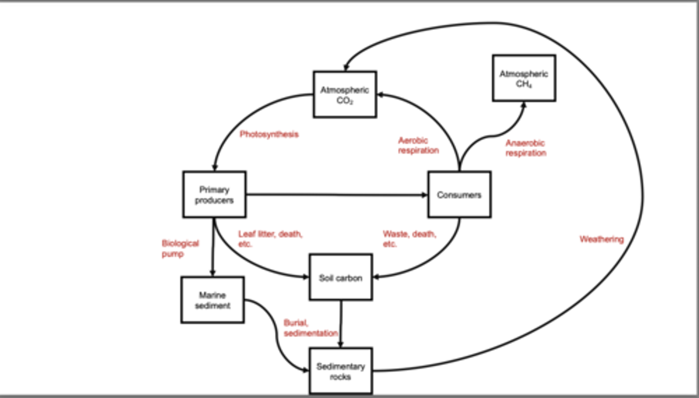 <p>1. Atmospheric CO₂ is taken up by primary producers through photosynthesis.</p><p>2. Primary producers are consumed by consumers, transferring organic carbon through the food web.</p><p>3. Consumers release CO₂ back to the atmosphere through aerobic respiration.</p><p>4. Some consumers release CH₄ through anaerobic respiration in oxygen-poor environments.</p><p>5. Dead organic matter from producers and consumers (leaf litter, waste, carcasses) enters the soil carbon pool.</p><p>6. Soil carbon may remain stored temporarily or begin to be buried.</p><p>7. Some soil carbon is transported to the ocean and becomes part of marine sediment.</p><p>8. Marine primary producers also sink after death, adding carbon to marine sediments via the biological pump.</p><p>9. Marine sediments become buried and compacted over millions of years, forming sedimentary rock.</p><p>10. Sedimentary rocks store carbon on long geological timescales.</p><p>11. Weathering of sedimentary rocks slowly releases CO₂ back to the atmosphere, closing the long-term cycle.</p>