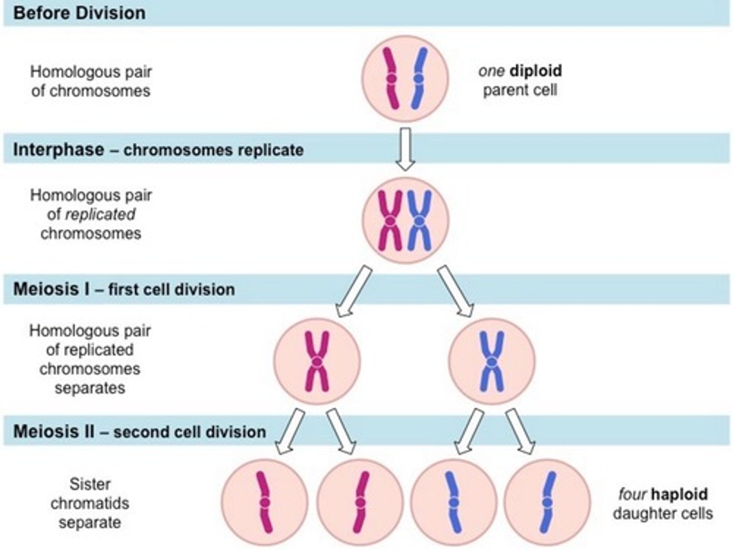 <p>Conversion of diploid (2N) to haploid (N) gametes.</p>