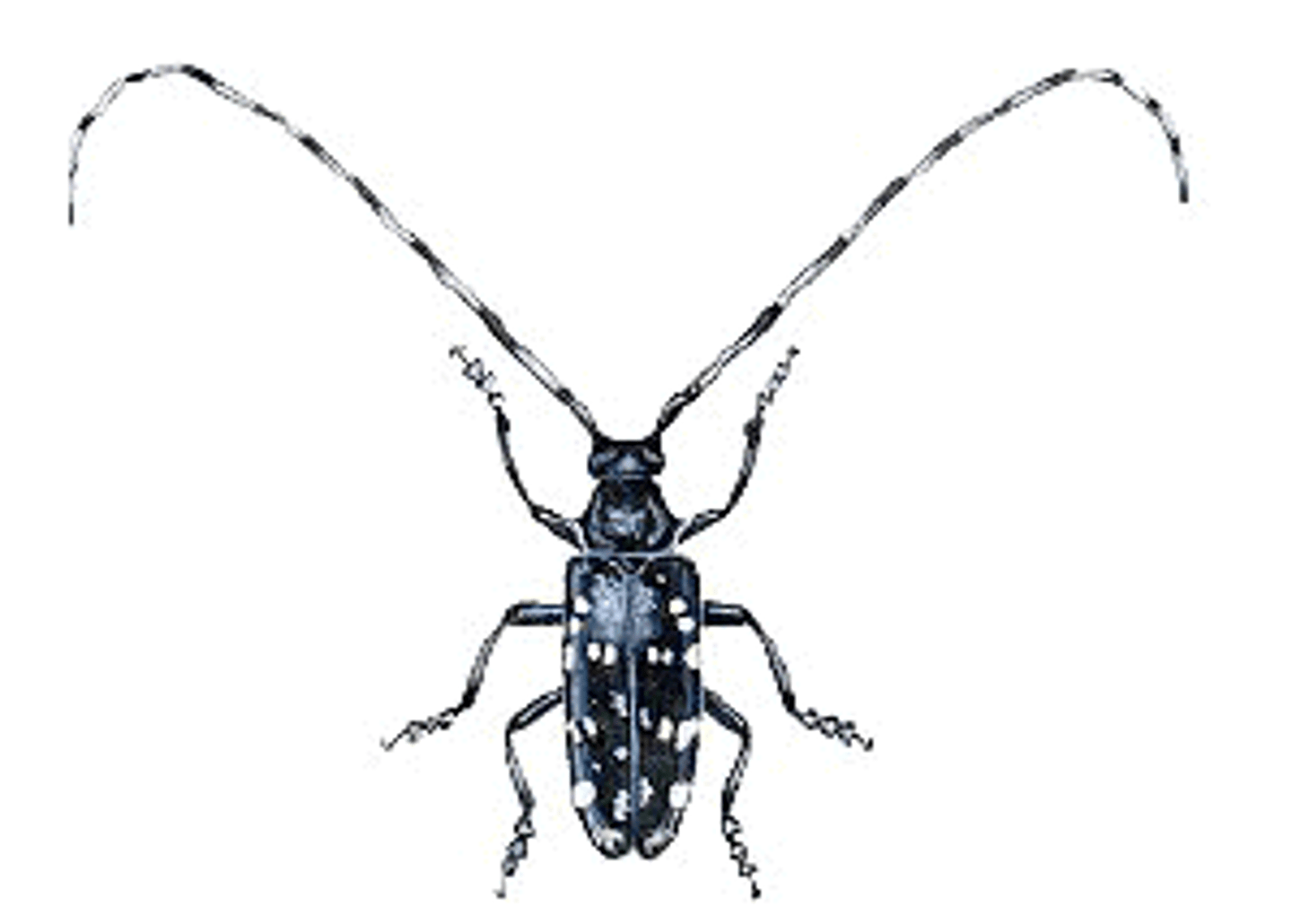 <p>Longhorn beetles</p>