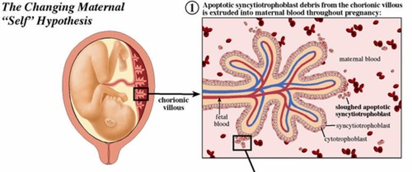 <p>This is so the mums body DOES NOT see the baby as foreign</p><ol><li><p>Syncytial knots, exosomes, cell-free DNA and fetal stem cells (all these are released by the baby) are phagocytosed by the maternal immune system (phagocytosed)</p></li></ol><p>2. The phagocytosed debris contains intracellular <strong>fetal</strong> HLA (class I and II) {like the babys ID}</p><p>3. Maternal dendritic cells present the fetal peptides to T cells in endometrium.</p><p>4. Induces T cell apoptosis and conversion to T reg suppressor cells.{mums body recognises baby as not foreign}</p><p>5. Peripheral tolerance of fetal HLA develops.</p>