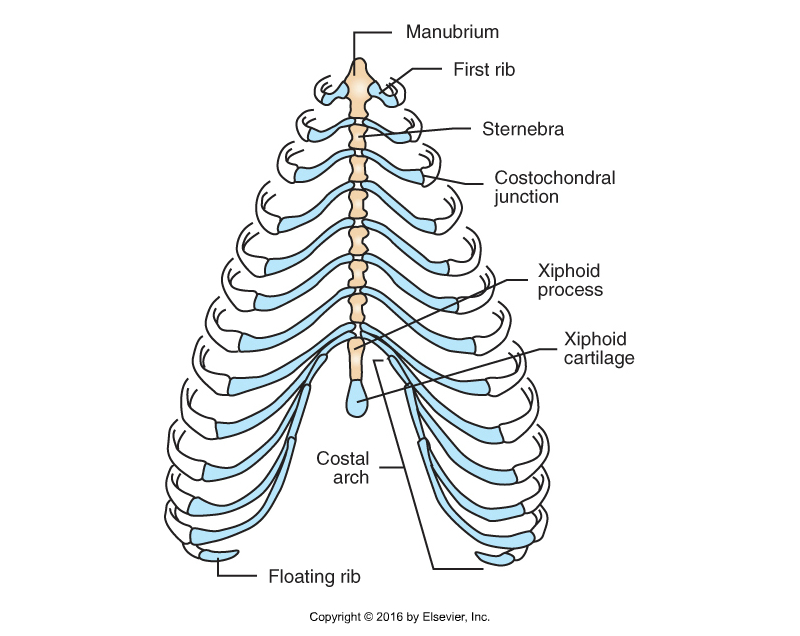 <ul><li><p><span style="color: rgb(0, 0, 0)">AKA breastbone</span></p></li><li><p><span style="color: rgb(0, 0, 0)">Forms floor of thorax</span></p></li><li><p><span style="color: rgb(0, 0, 0)">Formed of sternebrae</span></p><ul><li><p><span style="color: rgb(0, 0, 0)">1st: manubrium</span></p></li><li><p><span style="color: rgb(0, 0, 0)">Last: xiphoid process</span></p><ul><li><p><span style="color: rgb(0, 0, 0)">Has extension of cartilage - xiphoid cartilage</span></p></li></ul></li></ul></li></ul>