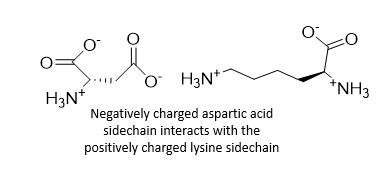 <p>Oppositely charged amino acid sidechains held in proximity will form electrostatic interactions</p>