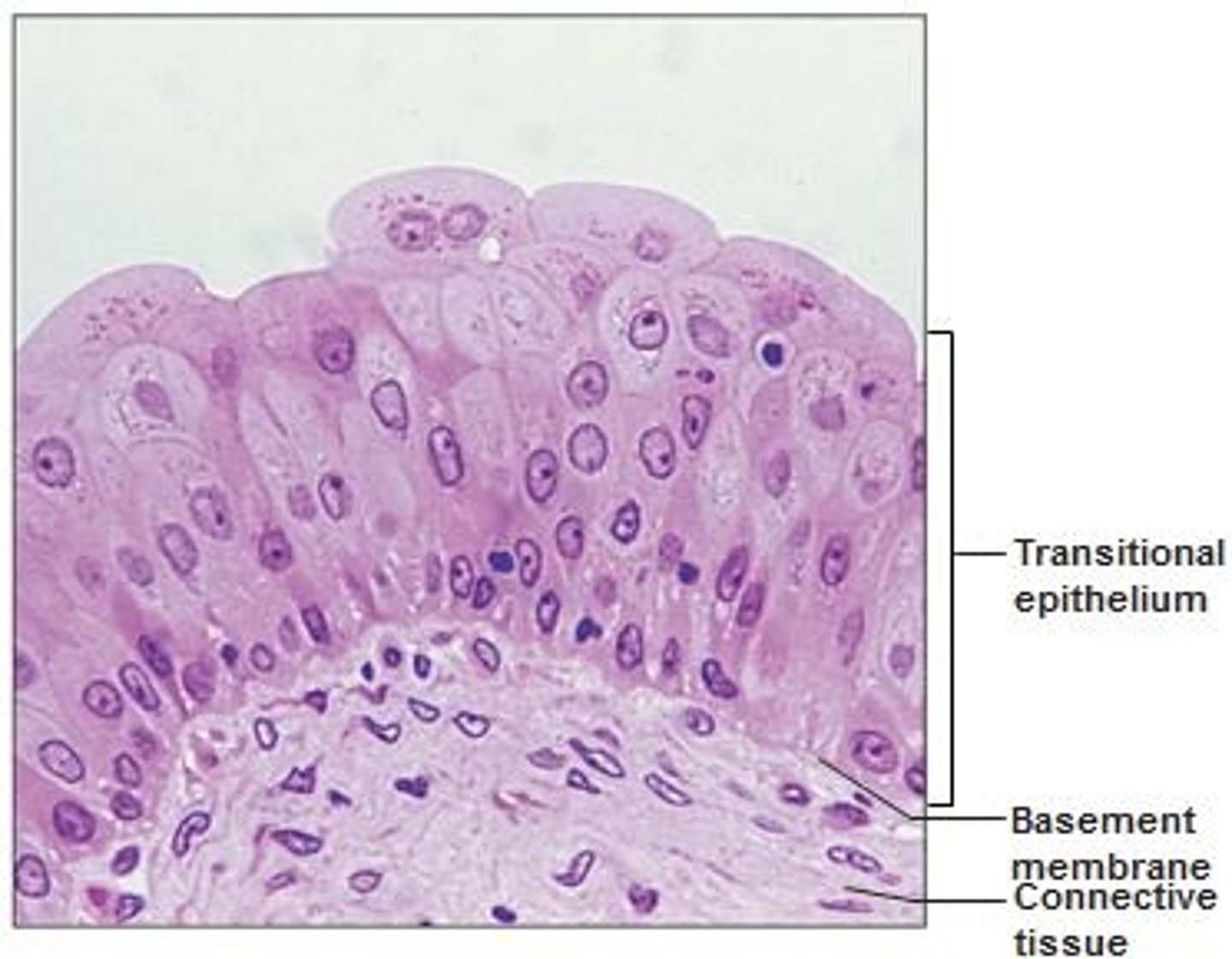 <p>- Basal cells contain columnar or cuboidal cells</p><p>- Surface cells either dome shaped or squamous depending on degree of stretch</p>