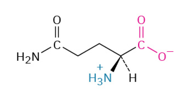 <p>is a multi-purpose amino acid that primarily serves as a fuel source for your immune system and guy and as a safe transport molecule for nitrogen. It becomes especially important during times of physical stress.</p><p>It is the preferred fuel source for rapidly dividing cells, especially immune cells (like white blood cells) and the cells lining your intestines. This is why it's crucial for immune function and gut health.</p><p><u><mark data-color="#fff8dc" style="background-color: rgb(255, 248, 220); color: inherit;">Polar, Uncharged</mark></u></p>