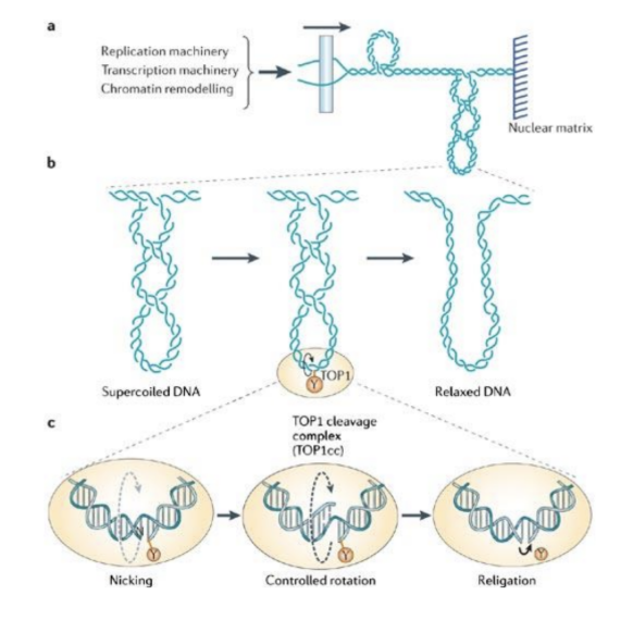 Topoisomerase