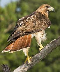 Red-tailed Hawk