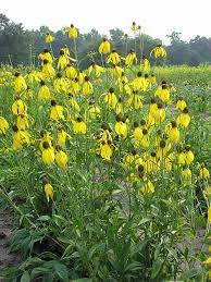 Grey-headed Coneflower