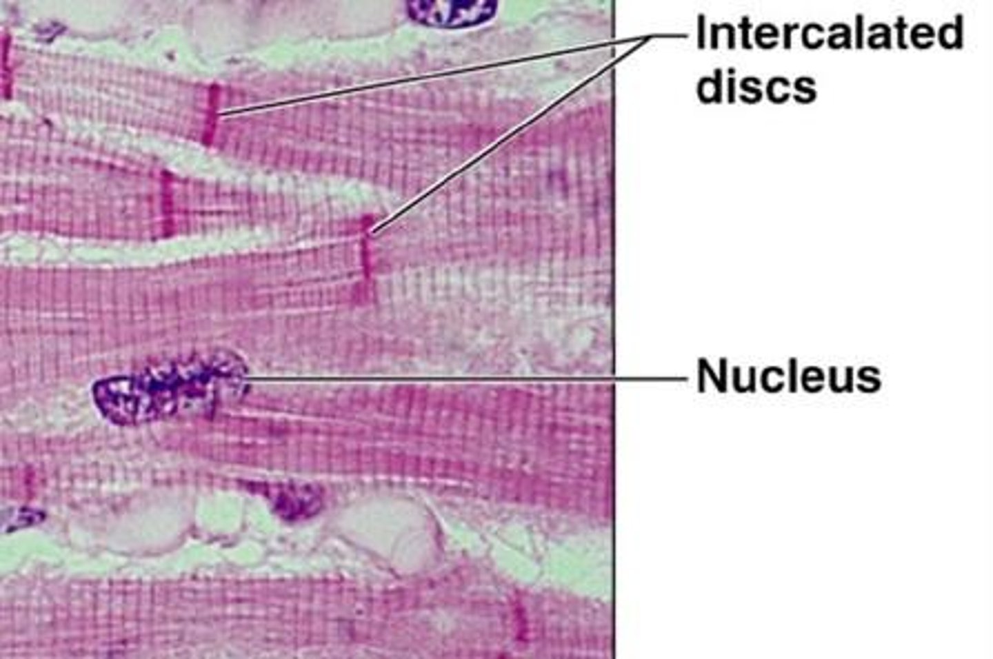 <p>Specialized cell junctions in the myocardium where one muscle cell connects to the next.</p>